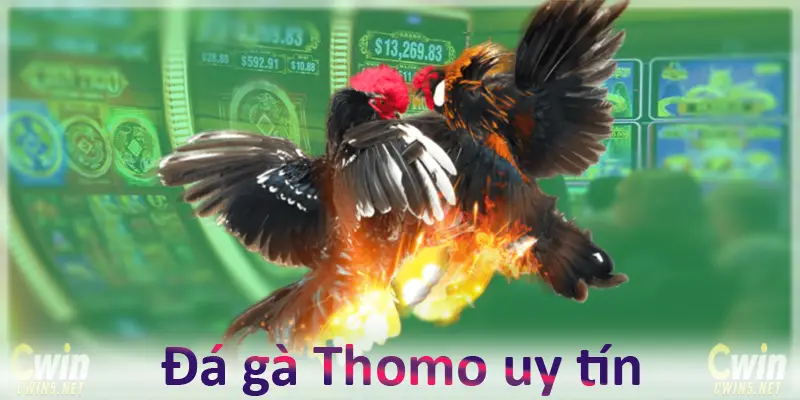 Đá gà thomo